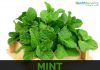 ਪੁਦੀਨੇ ਦੇ ਬੇਮਿਸਾਲ ਫ਼ਾਇਦੇ